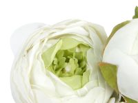 Цветок Ranunculus Bowd