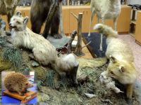 Геологический и зоологический музеи музейно-выставочного комплекса Державинского университета