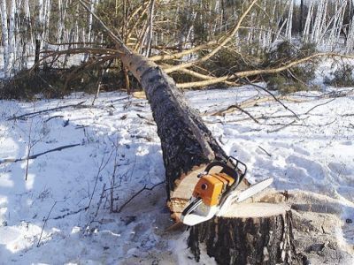 В Якутии золотодобытчик вырубил более 11 гектаров леса