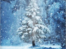 Комплект наклеек Krutoff «Новый год — природа» (4 шт.)