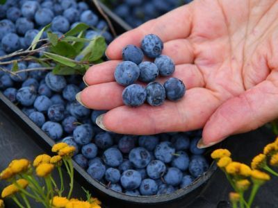 Сбор дикорастущих ягод: установлены сроки для Мирнинского района