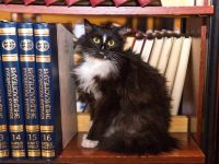 Кулундинская межпоселенческая библиотека