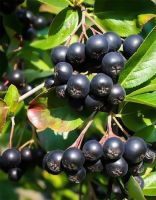 Арония Викинг