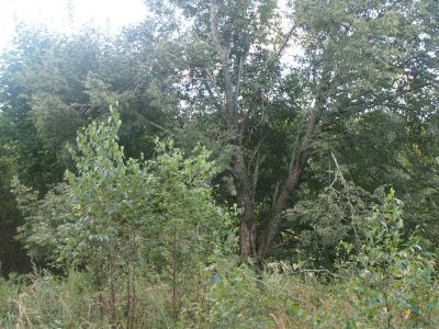 Усадебный парк