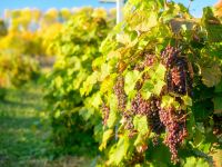 Усадьба французского барона Антуана-Анри Жомини