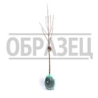 Вишня Жуковская 2-х лет (в сетке)