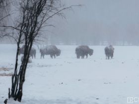 Лесных бизонов завезут в Олекминский район