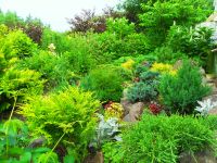 Амурский городской дендрарий