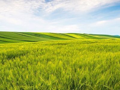 Роскачество выдало 300-й сертификат на органическую продукцию