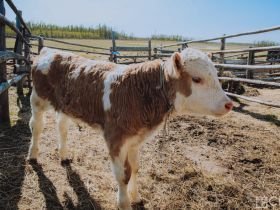 День сайылыка в Якутии: прогулка по летней ферме в Намском улусе