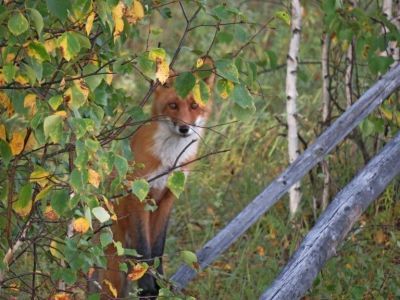 8 интересных фактов об особо охраняемых природных территориях Якутии