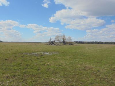 Священная роща