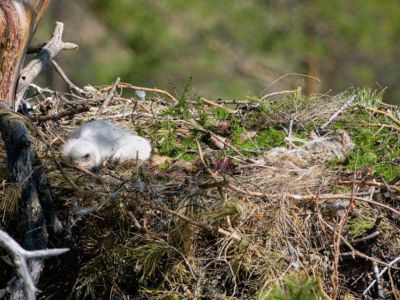 Птенца беркута в гнезде сняли на видео в Якутии