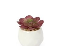 Суккулент Siano