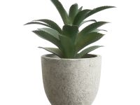 Суккулент Terni I