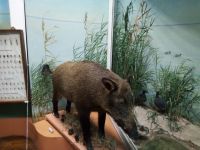 Музей природы Восточного Приазовья