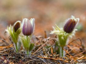 Весеннее пробуждение. Пешая экскурсия по Табагинскому Мысу