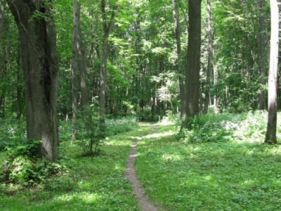 Усадьба Мещерских: - парк