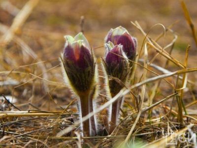 Глафира Горошница: приметы и что нельзя делать 9 мая