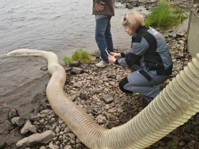 АЛРОСА выпустила 30 тысяч молоди сибирского осетра в реку Вилюй