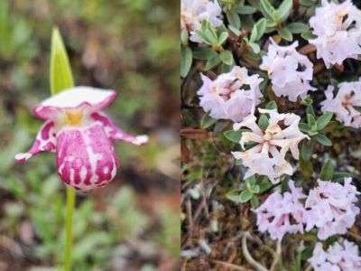 Сразу два краснокнижных растения обнаружили в Томпонском районе Якутии