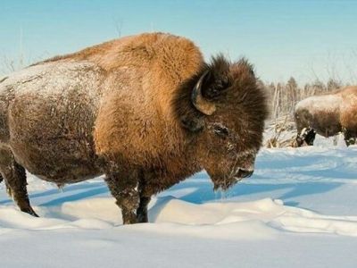 Питомник лесных бизонов “Усть-Буотама” в Якутии открыл зимний туристический сезон 