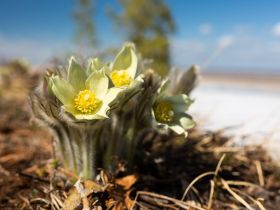 Весеннее пробуждение. Пешая экскурсия по Табагинскому Мысу