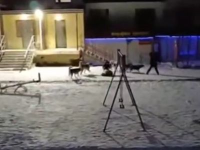 Глава СК России поручил возбудить уголовное дело из-за нападения собак на детей в Якутии
