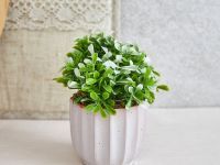 Цветок Pratora