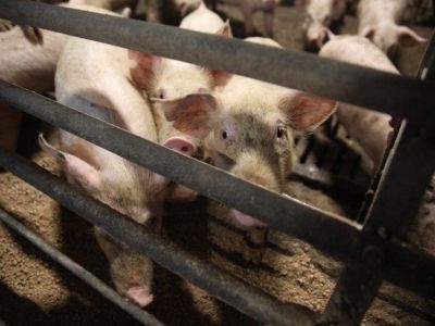 В Якутии планируют увеличить производство местной свинины