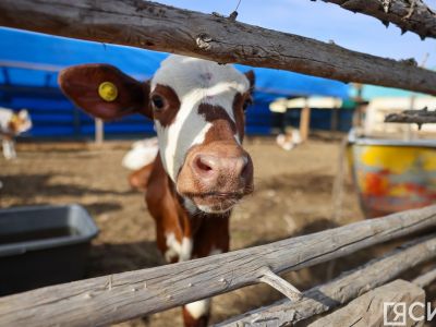 Якутия получит средства на агрогранты для ветеранов и участников СВО