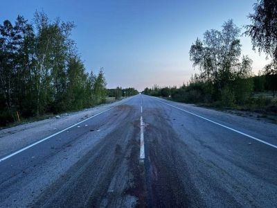 Лося насмерть сбили на дороге в Хангаласском районе Якутии