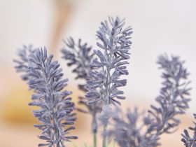 Цветок Zumpano