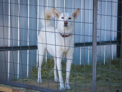 Минприроды РФ прописало правила работы приютов для животных