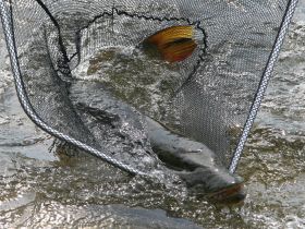 Рыбалка на реках Алдан, Томпо, Хандыга, Барайы, Тукулан, Келя, Тумара