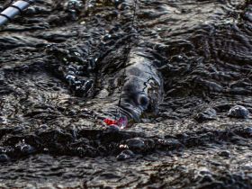 Рыбалка на трофейного тайменя на реке Гонам