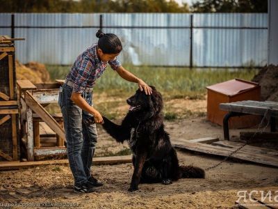 «Мы в них души не чаем». Хозяева животных из пункта передержки рассказали свои истории