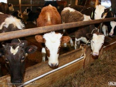 Замминистра сельского хозяйства Якутии рассказал о ходе зимовки скота и лошадей