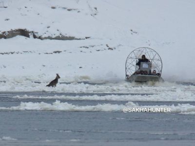 В Якутии на замерзающей реке спасли косулю