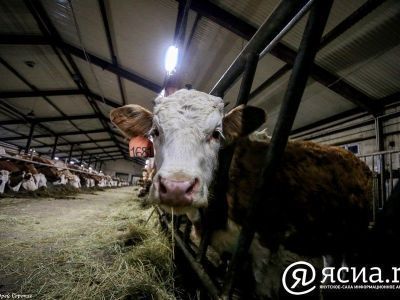 До 15 млн рублей на развитие хозяйства могут получить семейные фермы в Якутии
