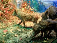 Осинский краеведческий музей