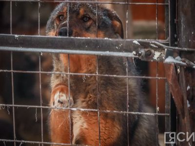 Евгений Григорьев поручил усилить в Якутске отлов безнадзорных собак в новогодние каникулы