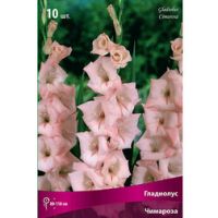 Гладиолус Чимароза (10 шт)