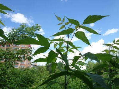 Дом жилой Ярчевского