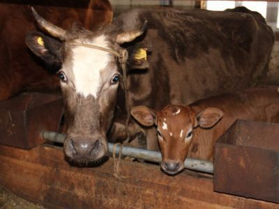 От дояра до главы хозяйства. Мугудайский фермер Илья Дьячковский о гранте "Семейная ферма"