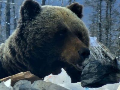 В Якутии медведь-шатун вышел на свалку рядом с поселком Усть-Нера. Фото и видео
