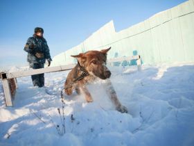 Новые щенки начнут службу в УФСИН Якутии