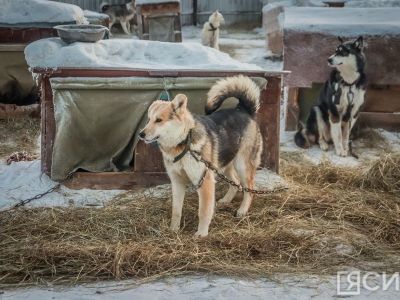 В Департаменте ветеринарии рассказали о ситуации с бруцеллезом в пункте передержки Якутска