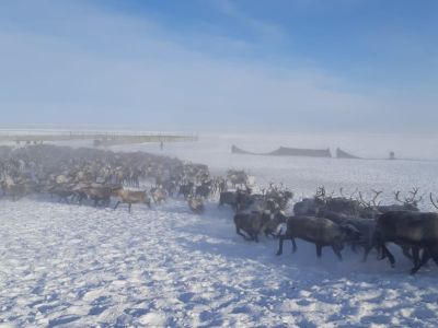 В Якутии выросла численность основных видов охотничьих животных