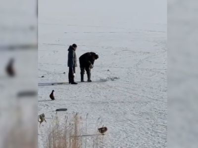 В Якутске начали отлавливать уток на замерзшем Сайсарском озере